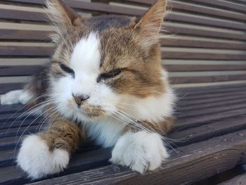 Close-up of cat sleeping on bench