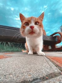 Close-up portrait of a cat on road