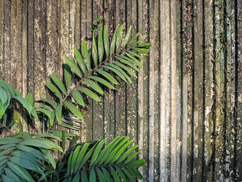 Close-up of green leaves on plant against wall