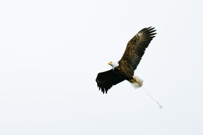 Low angle view of eagle flying in sky