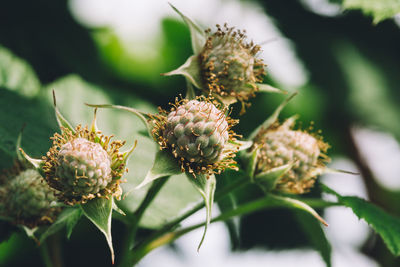 Raspberry flowers freshly pollinated