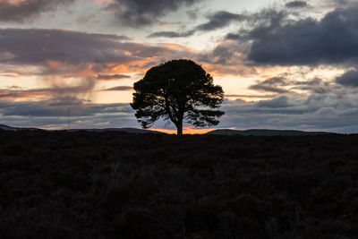 Silhouette trees on field against sky during sunset