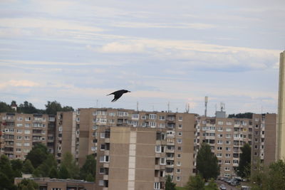 Bird flying over city against sky