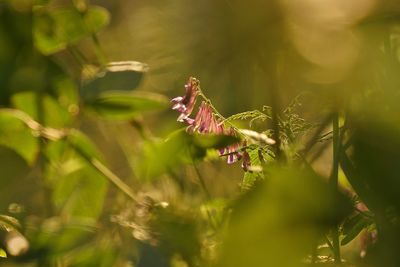 Close-up of insect on plant