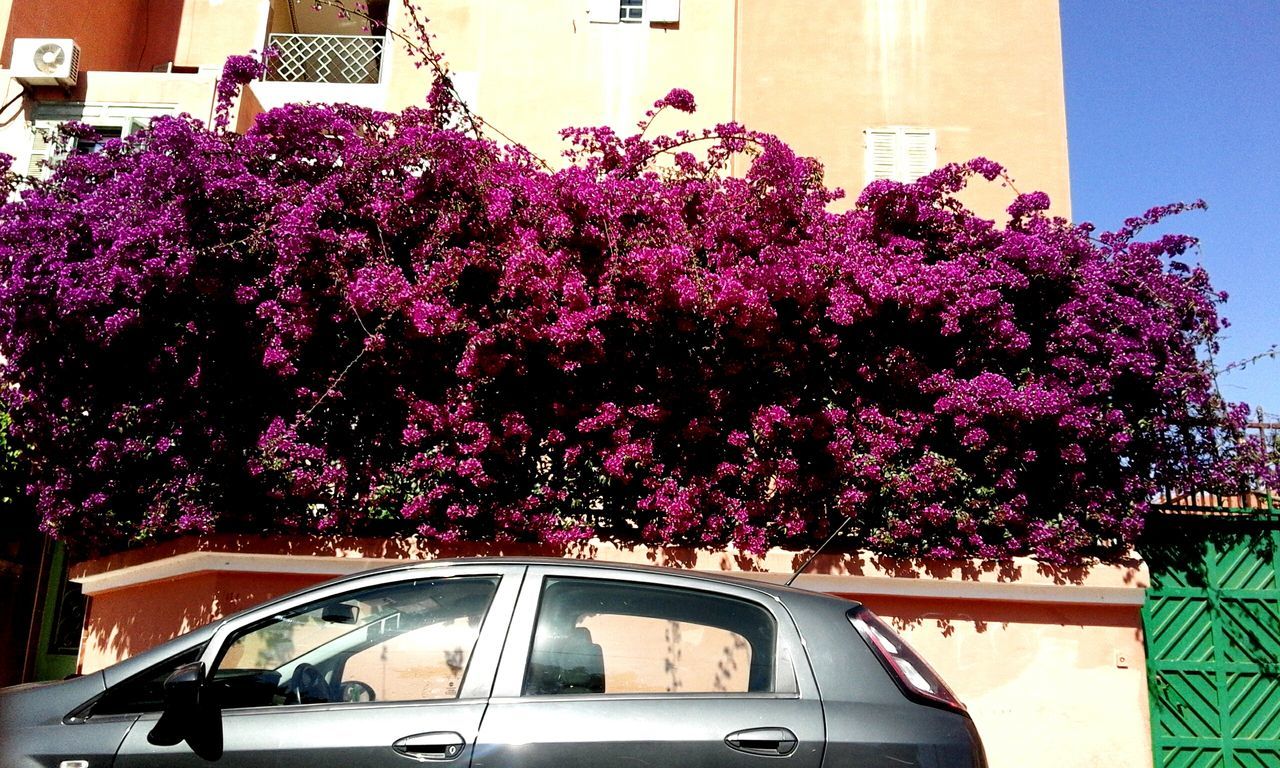 flower, transportation, land vehicle, mode of transport, car, growth, tree, building exterior, freshness, pink color, fragility, road, architecture, built structure, nature, blossom, outdoors, beauty in nature, day, city