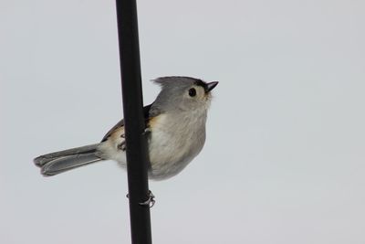 Low angle view of bird perching on pole against clear sky