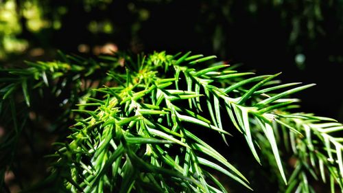 Close-up of plant