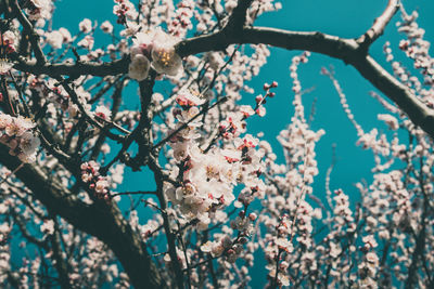 Spring flowers with soft focus on blooming apricot tree branch. apricot tree in bloom in sunlight