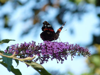 Close-up of butterfly pollinating on purple flower