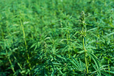 Close-up of fresh green plants