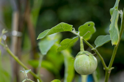 Close-up of fruit growing on plant