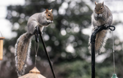 Squirrels invade the backyard bird feeders