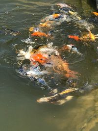 High angle view of koi carps swimming in lake