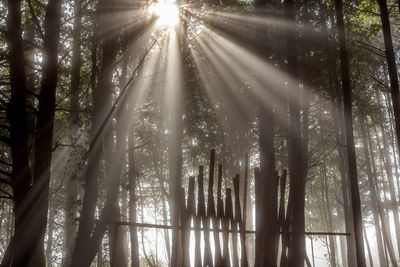 Sun shining through trees in forest