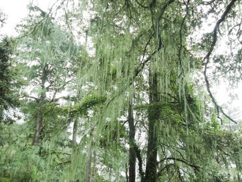 Low angle view of trees in forest