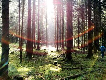 Trees in forest