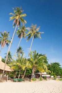 Palm trees on beach against blue sky