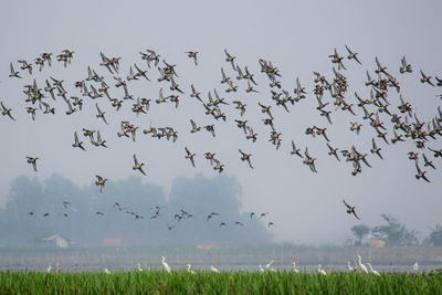 Flock of birds flying in the sky