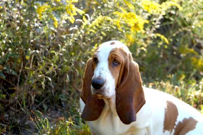 Close-up portrait of dog on grass