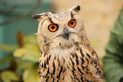 Close-up portrait of owl