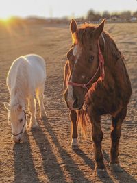 Horses standing in ranch