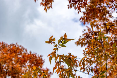 Low angle view of maple leaves against sky