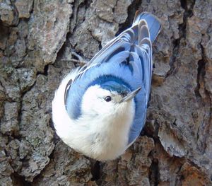 Close-up of a bird