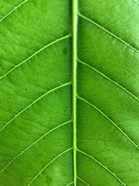 Full frame shot of green leaves