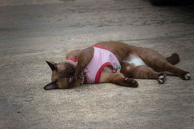 Dog lying down on floor