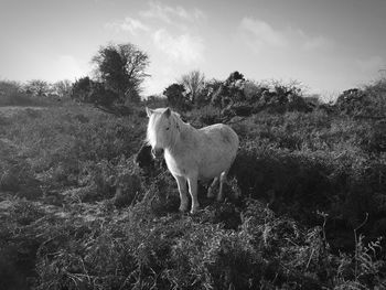 Horse standing in a field