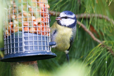 Close-up of bird perching on feeder