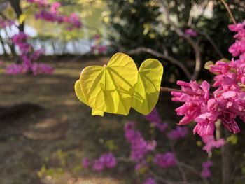 Close-up of yellow flowering plant