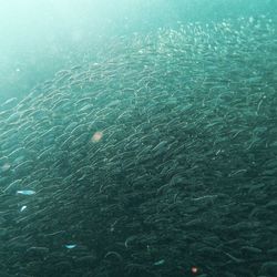 High angel view of fish swimming in sea