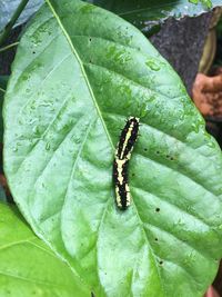 Close-up of insect on leaf