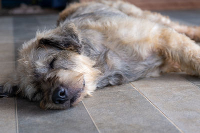 Close-up of dog sleeping on floor