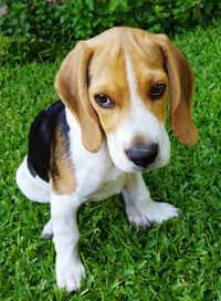 Dog standing on grassy field