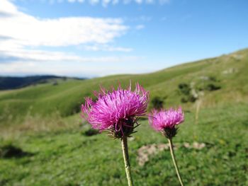 Close-up of purple thistle flower on field against sky