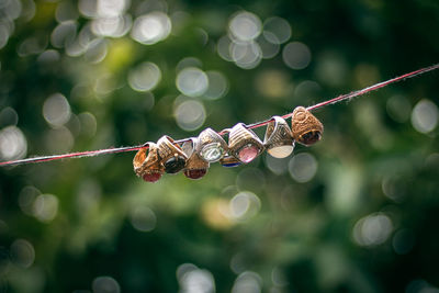 Close-up of rope hanging on twig