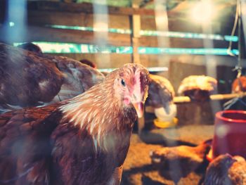 Close-up of chicken in farm