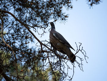 Low angle view of bird perching on branch against sky