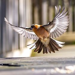 Close-up of bird flying against blurred background