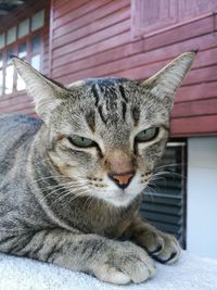 Close-up portrait of cat outdoors