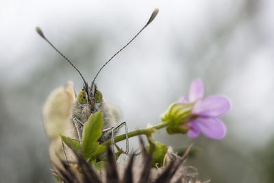 Macro shot of butterfly on flower