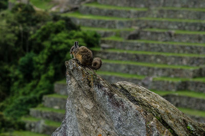 Close-up of cat sitting on tree