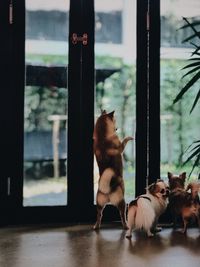 View of a dog looking through window