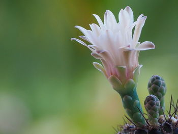 Close-up of flowering plant