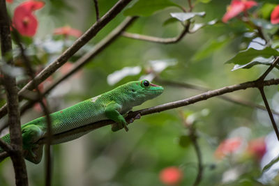 Close-up of a lizard on branch