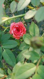 Close-up of red rose blooming outdoors