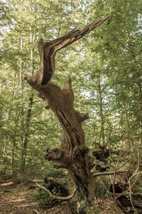 View of tree in the forest