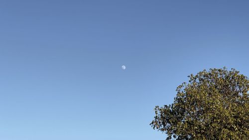 Low angle view of tree against clear blue sky